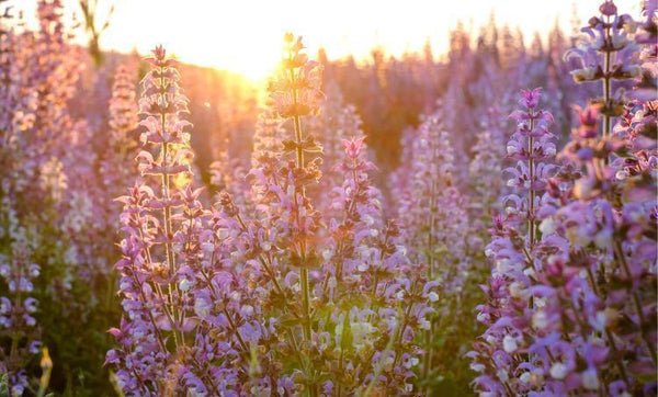 Clary Sage Essential Oil: Women's Emotions & Sexuality