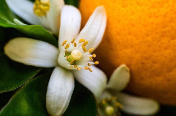 6 Emotional Benefits of Neroli Essential Oil: Life is Beautiful, Less Anxiety