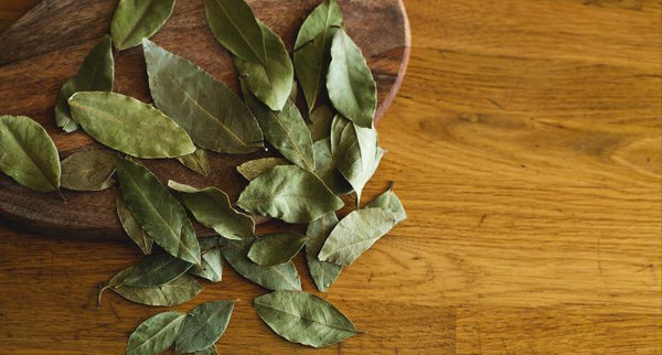 Bay Laurel Essential Oil: Fear, Pain, Gut Instincts, and Breathing