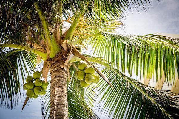 Homemade Coconut Milk—Emotional Boost