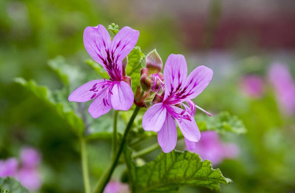 Geranium Essential Oil: Effective for Emotional and Mental Health