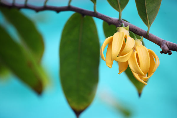 Ylang Ylang Essential Oil: Powerful Remedy for the Heart