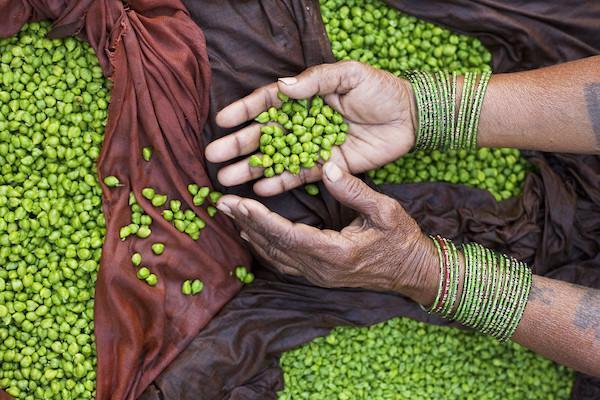 How to Sprout Rice or Beans—for Nutrients and Energy