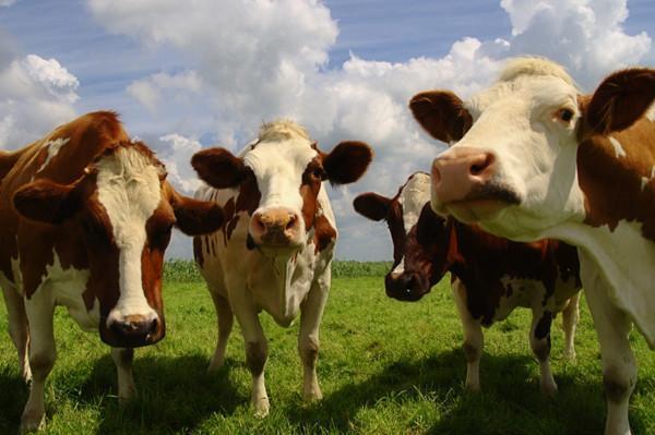 4 Ways Grass Fed Milk is Better