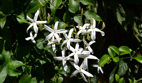 Jasmine Absolute Essential Oil: Sleep, Hormones & Happiness